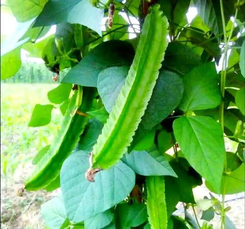 南方小眾蔬菜，北方人少見，卻全身是寶，你認識嗎？